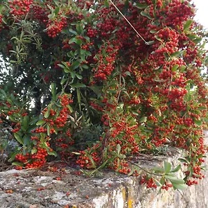 Solomia , Panzano in Chianti Italy